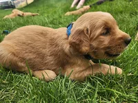 Ernie, a male Golden Retriever for sale in Ione, OR – 1 of 5