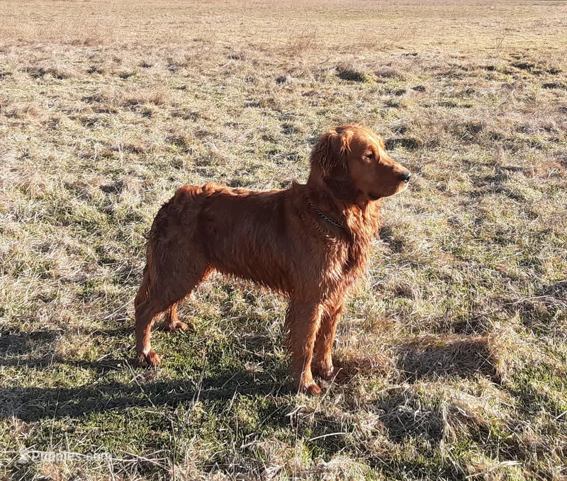 Chunky Guy – Golden Retriever puppy for sale in Ione, OR