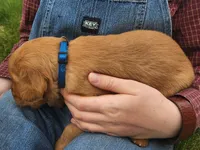 Frankle, a male Golden Retriever for sale in Ione, OR – 3 of 7