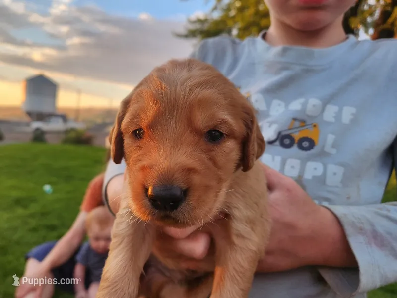 Sheriff – Golden Retriever puppy for sale in Ione, OR
