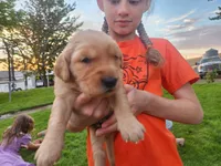 Rainbow, a female Golden Retriever for sale in Ione, OR – 2 of 5