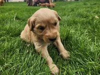 T-Bone, a male Golden Retriever for sale in Ione, OR – 3 of 6