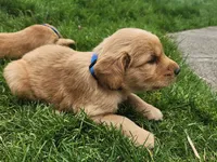Cowboy, a male Golden Retriever for sale in Ione, OR – 2 of 5