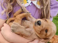 Sparrow, a female Golden Retriever for sale in Ione, OR – 1 of 4