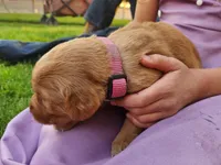 Candy, a female Golden Retriever for sale in Ione, OR – 2 of 5