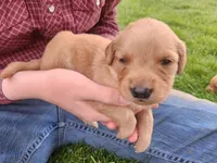 Edmund, a male Golden Retriever for sale in Ione, OR – 1 of 5