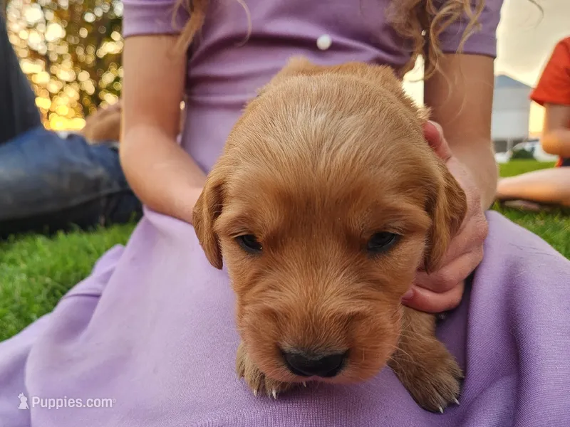 Candy – Golden Retriever puppy for sale in Ione, OR