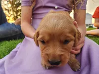 Candy, a female Golden Retriever for sale in Ione, OR – 1 of 5