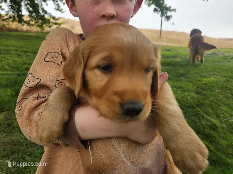 Frankle – Golden Retriever puppy for sale in Ione, OR