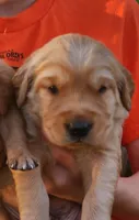 Chunky Guy, a male Golden Retriever for sale in Ione, OR – 4 of 4