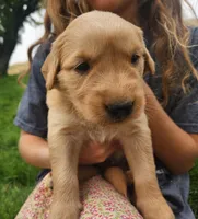 T-Bone, a male Golden Retriever for sale in Ione, OR – 1 of 6
