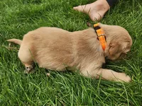 T-Bone, a male Golden Retriever for sale in Ione, OR – 2 of 6