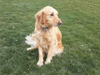 Frankle, a male Golden Retriever for sale in Ione, OR – 6 of 7