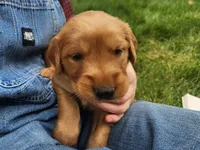 Frankle, a male Golden Retriever for sale in Ione, OR – 2 of 7