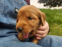 Frankle, a male Golden Retriever for sale in Ione, OR – 1 of 7