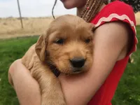 Pickles, a male Golden Retriever for sale in Ione, OR – 2 of 7