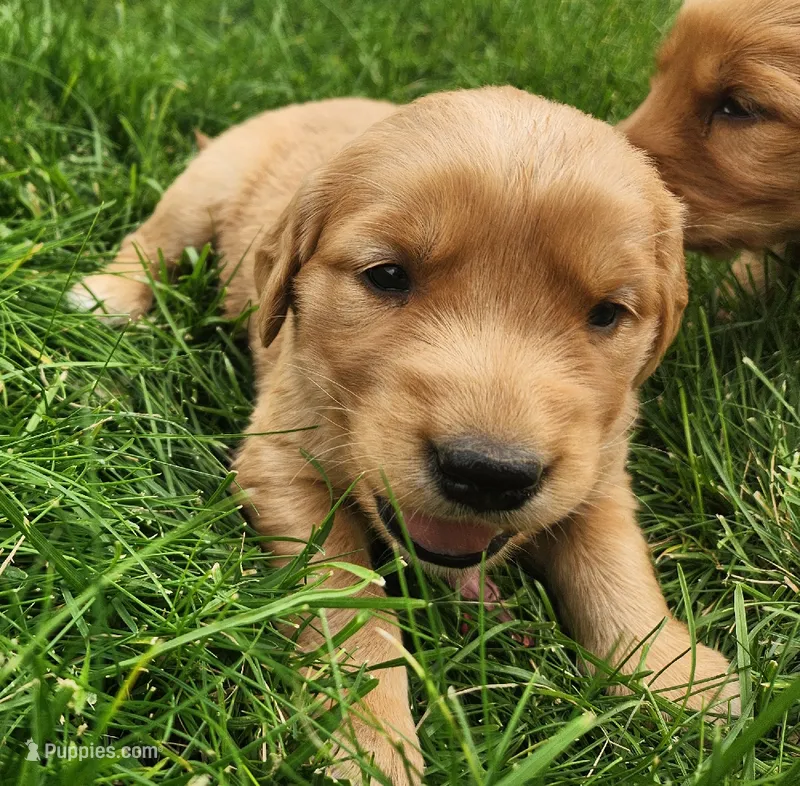 Pickles – Golden Retriever puppy for sale in Ione, OR