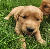 Pickles, a male Golden Retriever for sale in Ione, OR – 1 of 7