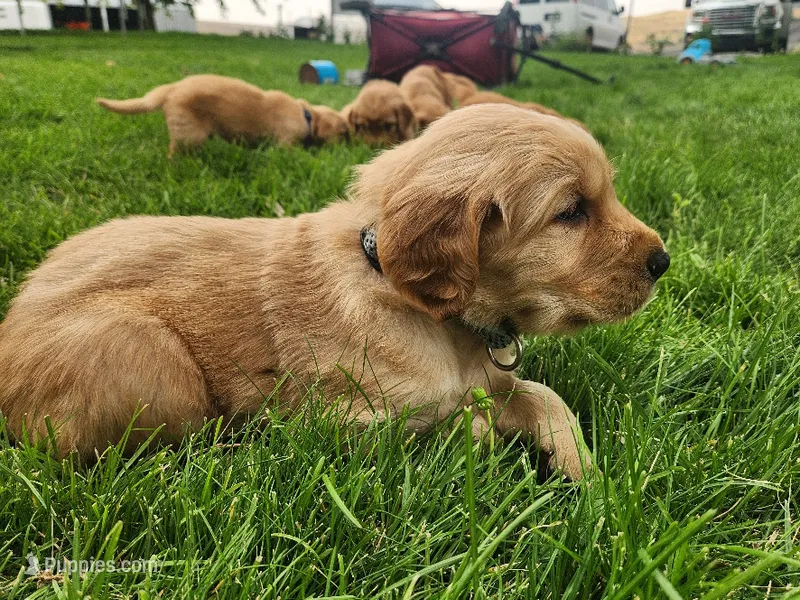 Chunky Guy – Golden Retriever puppy for sale in Ione, OR