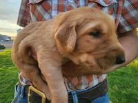 Joseph, a male Golden Retriever for sale in Ione, OR – 2 of 6