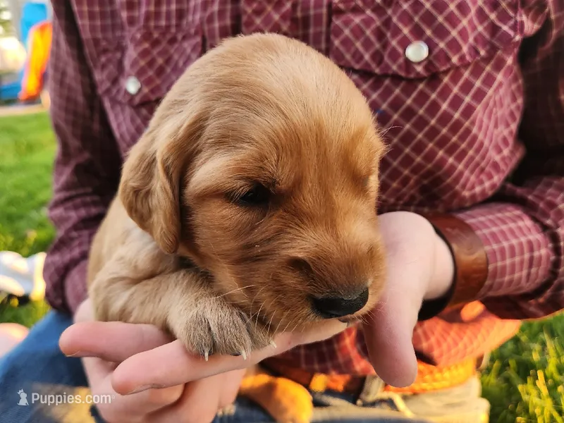 Rumpus – Golden Retriever puppy for sale in Ione, OR