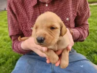 Edmund, a male Golden Retriever for sale in Ione, OR – 2 of 5