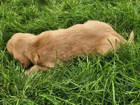 Pickles, a male Golden Retriever for sale in Ione, OR – 4 of 7
