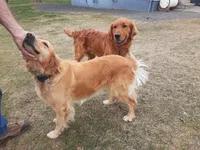 Cowboy, a male Golden Retriever for sale in Ione, OR – 4 of 5