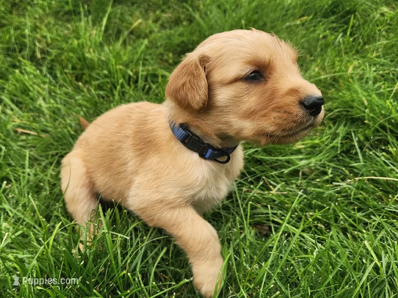 Edmund – Golden Retriever puppy for sale in Ione, OR