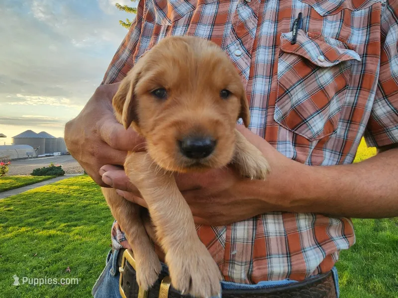 Joseph – Golden Retriever puppy for sale in Ione, OR