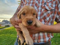 Joseph, a male Golden Retriever for sale in Ione, OR – 1 of 6