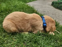 Cowboy, a male Golden Retriever for sale in Ione, OR – 3 of 5
