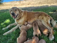 Chunky Guy, a male Golden Retriever for sale in Ione, OR – 3 of 4