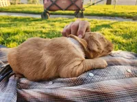 Joseph, a male Golden Retriever for sale in Ione, OR – 3 of 6
