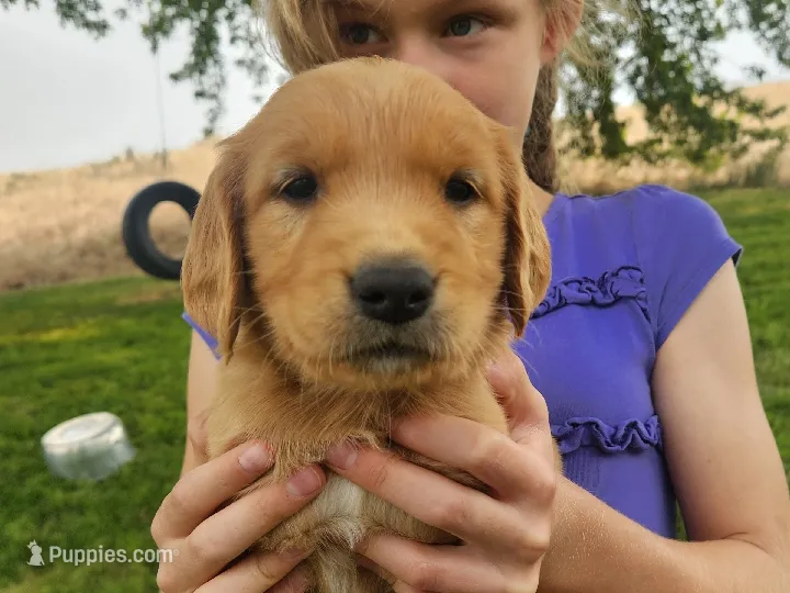 Pickles – Golden Retriever puppy for sale in Ione, OR