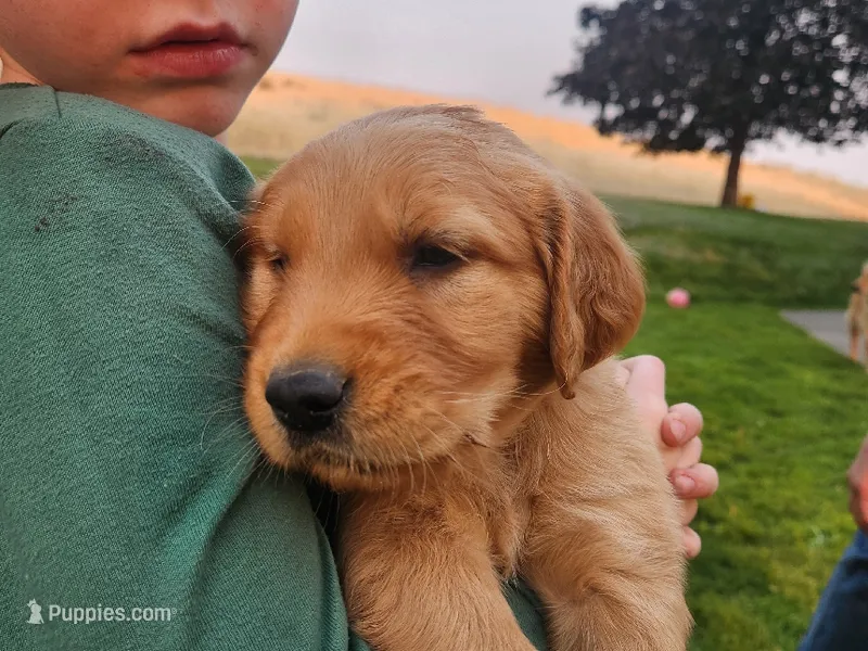 Sheriff – Golden Retriever puppy for sale in Ione, OR