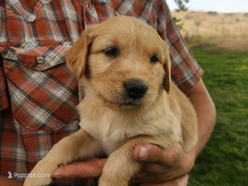 T-Bone – Golden Retriever puppy for sale in Ione, OR