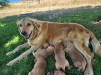Sheriff, a male Golden Retriever for sale in Ione, OR – 2 of 4