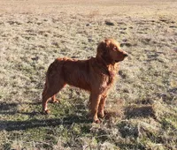 Rumpus, a male Golden Retriever for sale in Ione, OR – 4 of 5