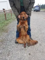 Edmund, a male Golden Retriever for sale in Ione, OR – 5 of 5