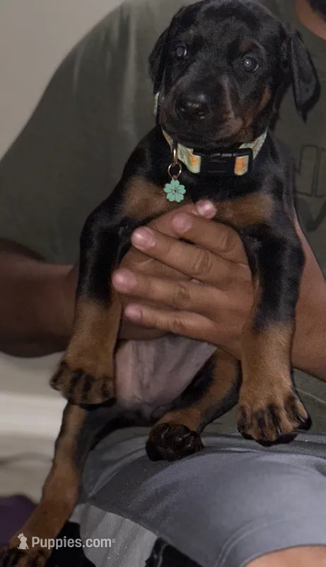 Olive – Doberman Pinscher puppy for sale in Houston, TX