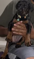 Olive, a female Doberman Pinscher for sale in Houston, TX – 1 of 1