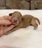 Miniature AKC Pink Collar, a female Poodle - Miniature  for sale in Cullman, AL – 4 of 6