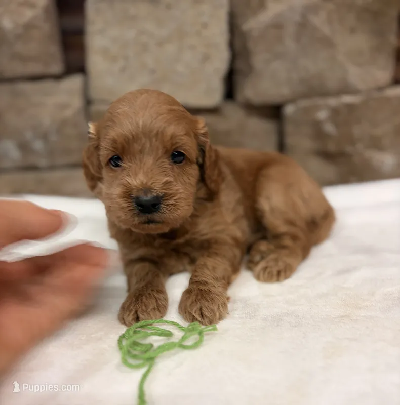 Mini F1b Green Collar – Miniature Goldendoodle puppy for sale in Cullman, AL