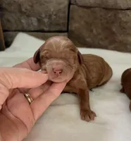 CKC mini girl Yellow, a male Miniature Goldendoodle for sale in Cullman, AL – Photo 3 of 6