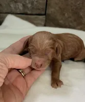 CKC mini girl Yellow, a male Miniature Goldendoodle for sale in Cullman, AL – Photo 2 of 6