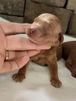 CKC mini girl Yellow, a male Miniature Goldendoodle for sale in Cullman, AL – Photo 5 of 6