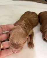 CKC mini girl Yellow, a male Miniature Goldendoodle for sale in Cullman, AL – Photo 6 of 6