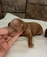 CKC mini girl Yellow, a male Miniature Goldendoodle for sale in Cullman, AL – Photo 4 of 6