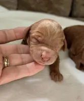 CKC mini girl Yellow, a male Miniature Goldendoodle for sale in Cullman, AL – Photo 1 of 6